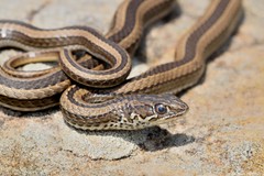 Psammophis crucifer
