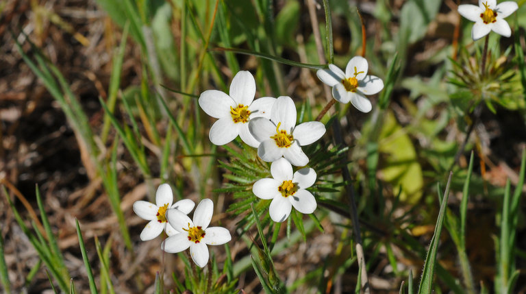 Leptosiphon jepsonii