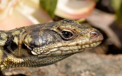 Pseudocordylus melanotus