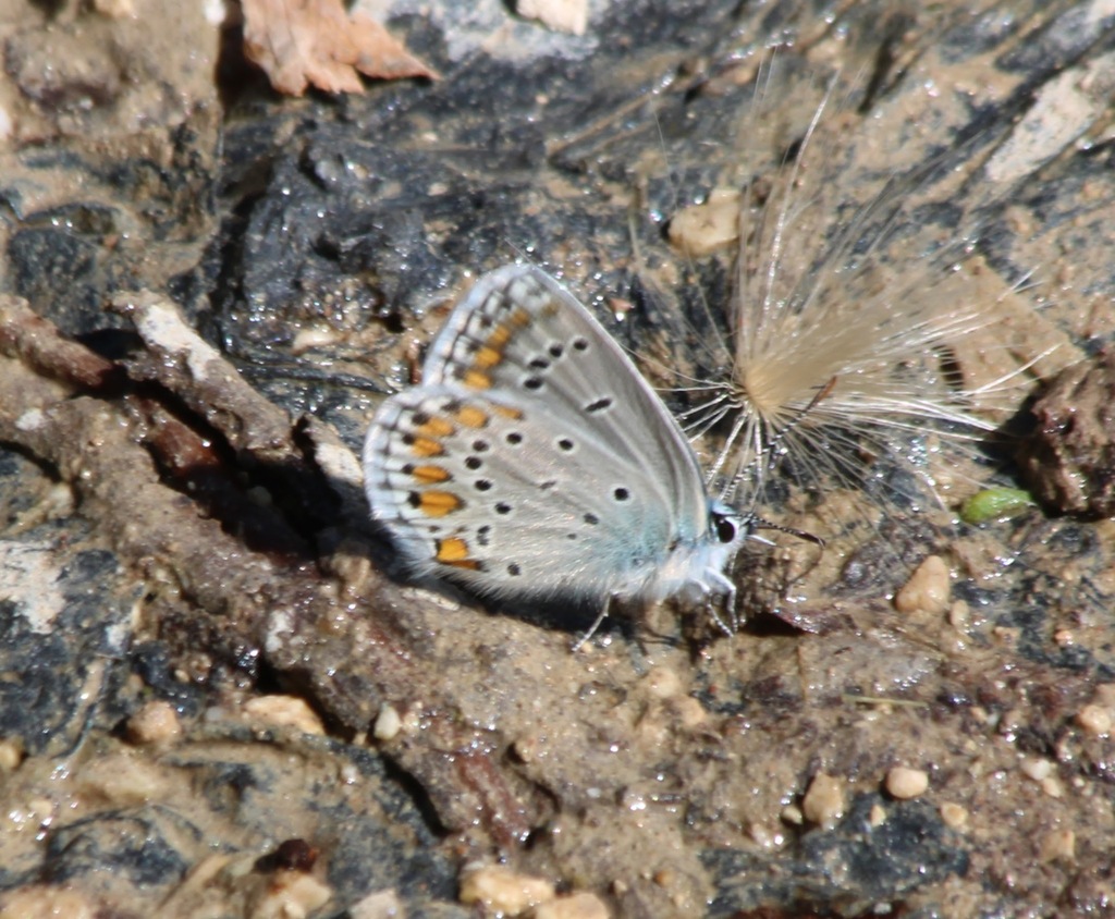 Kretania modica