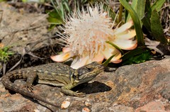 Pseudocordylus melanotus