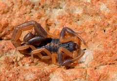 Uroplectes triangulifer