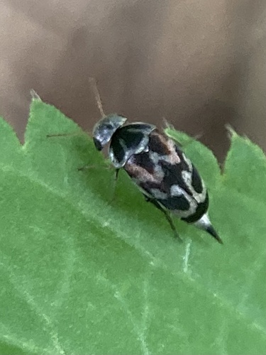 Paramordellaria carinata
