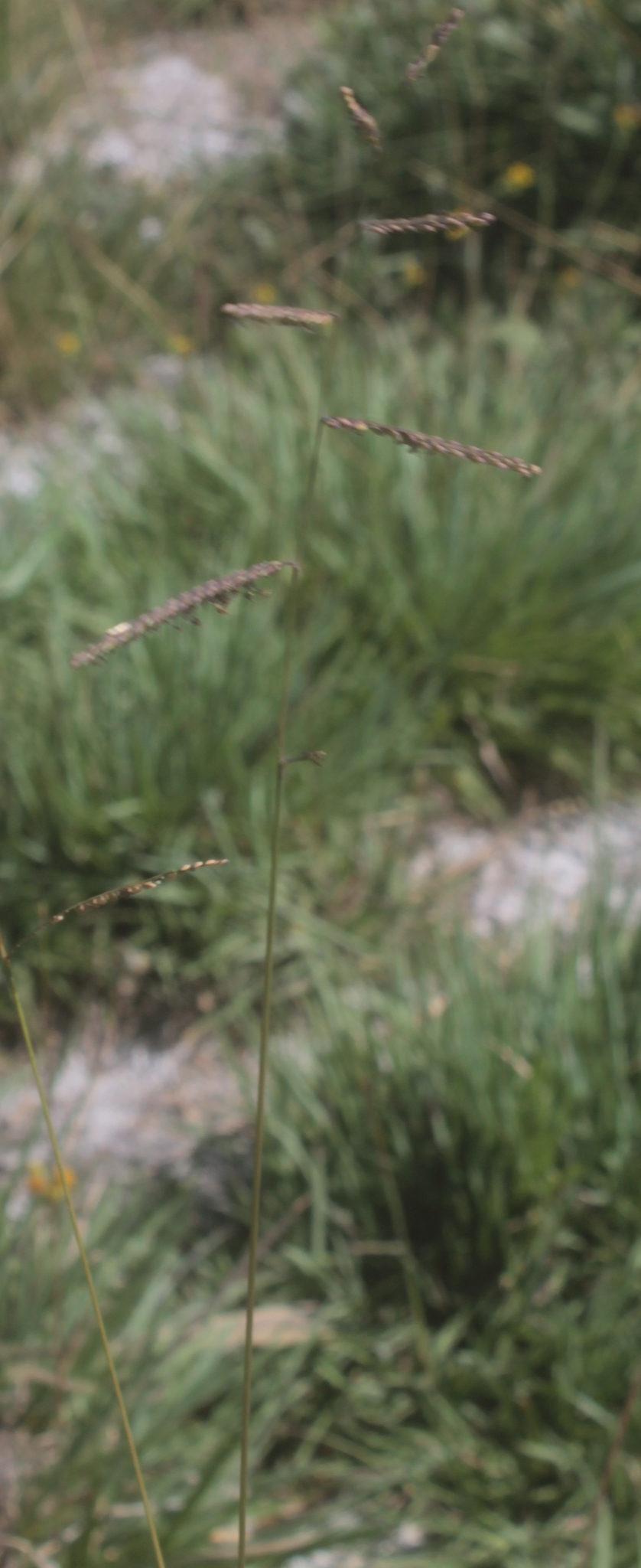 Paspalum crinitum