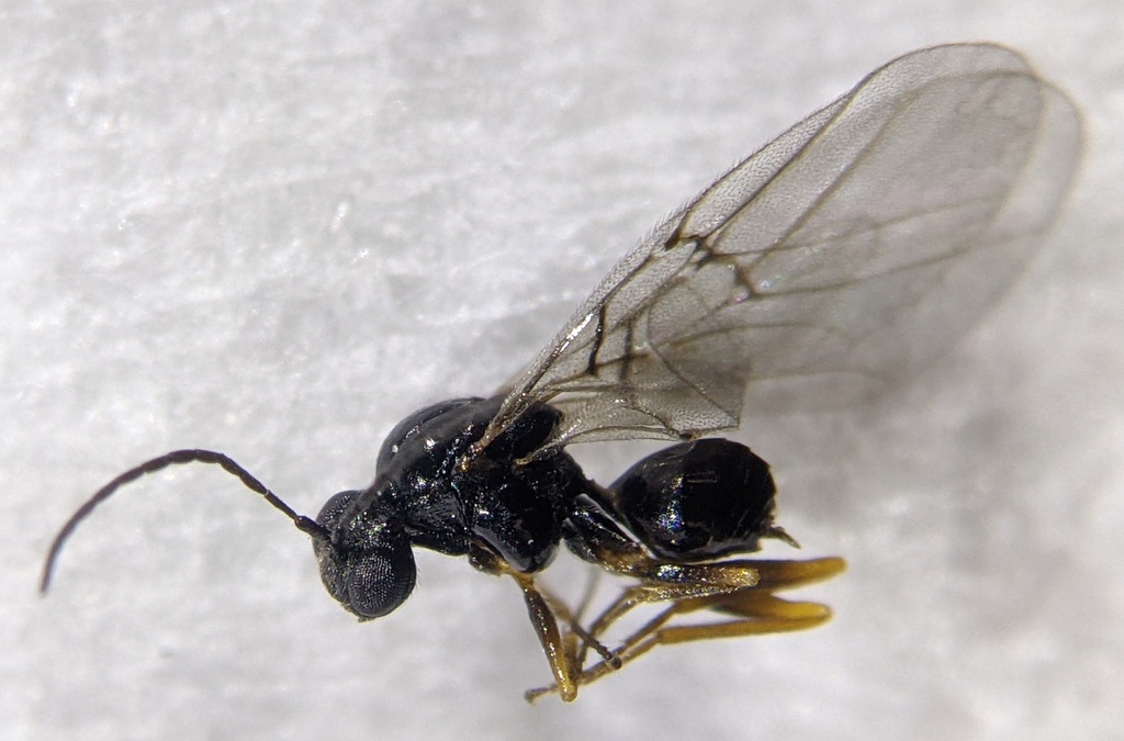Neuroterus quaili