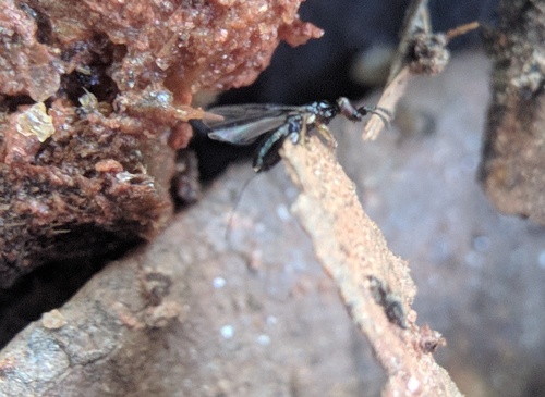 Agaonidae