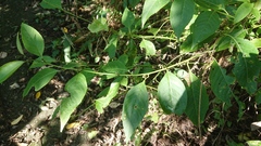 Deeringia polysperma