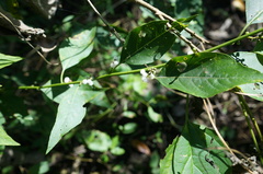 Deeringia polysperma