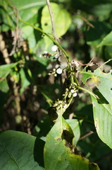 Deeringia polysperma