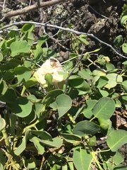 Capparis sandwichiana