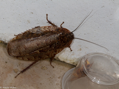 Morphna maculata