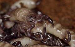 Hormuridae