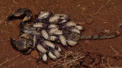 Hormuridae