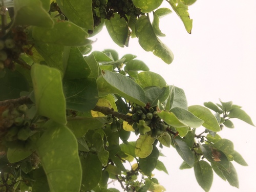 Nothocestrum latifolium observed 2018-11-01