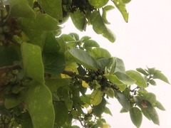 Nothocestrum latifolium