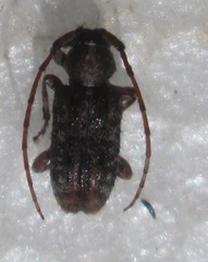 Acartus hirtus