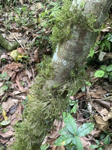 Pseudocryphaea domingensis observed 2023-06-22