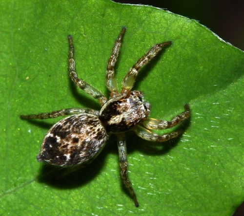 Yaginumaella medvedevi