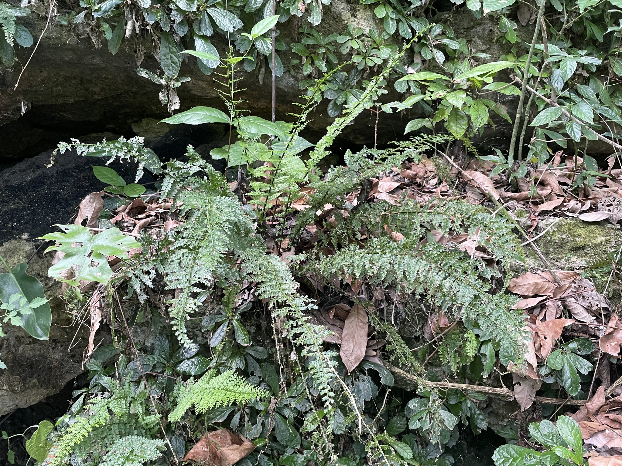 Asplenium cristatum