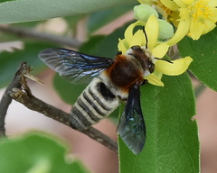 Megachilini