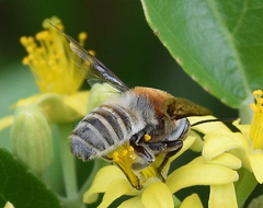 Megachilini