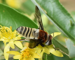 Megachilini
