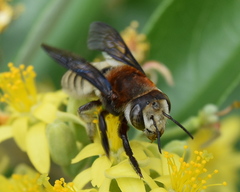 Megachilini