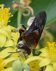 Megachilini