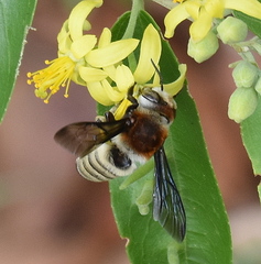 Megachilini