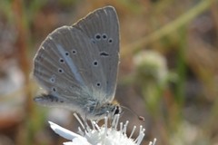 Polyommatus ripartii