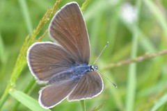 Cyaniris semiargus