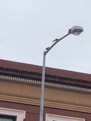 Platycercus caledonicus