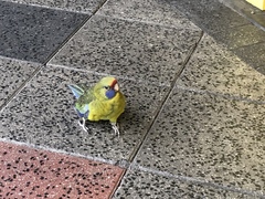 Platycercus caledonicus