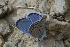 Pseudophilotes vicrama