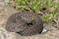 Bitis atropos