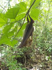 Macronycteris commersonii