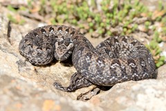 Bitis atropos