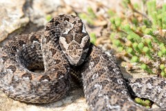 Bitis atropos