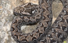 Bitis atropos