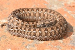 Bitis atropos