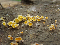 Lachnellula calyciformis