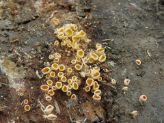 Lachnellula calyciformis