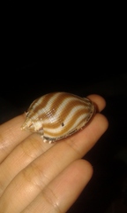 Phalium decussatum