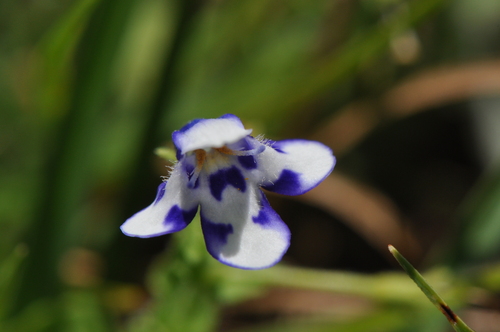 Linderniaceae image