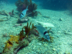 Nemadactylus macropterus