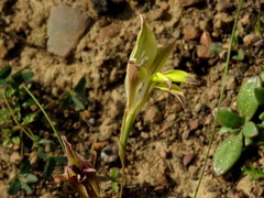 Gladiolus permeabilis permeabilis