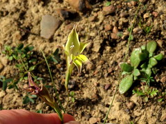 Gladiolus permeabilis permeabilis