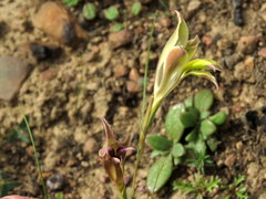 Gladiolus permeabilis permeabilis