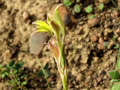 Gladiolus permeabilis permeabilis
