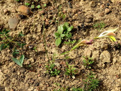 Gladiolus permeabilis permeabilis